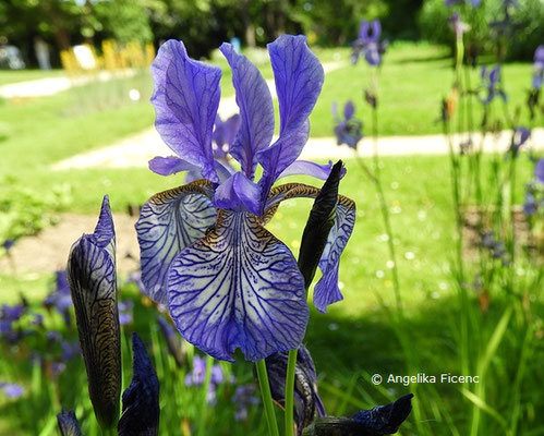 Iris sanguinea x I. sibirica  © Mag. Angelika Ficenc