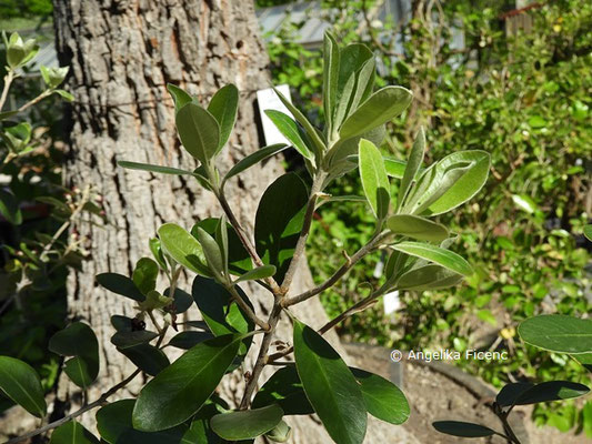 Pittosporum huttonianum, Laubblätter  © Mag. Angelika Ficenc