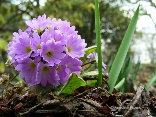 Primula denticulata - Kugel-Primel,   © Mag. Angelika Ficenc