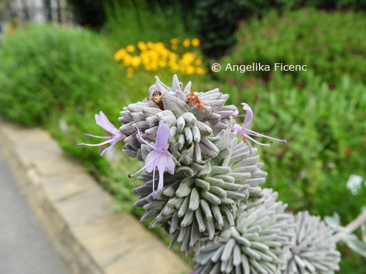 Salvia leucophylla © Mag. Angelika Ficenc