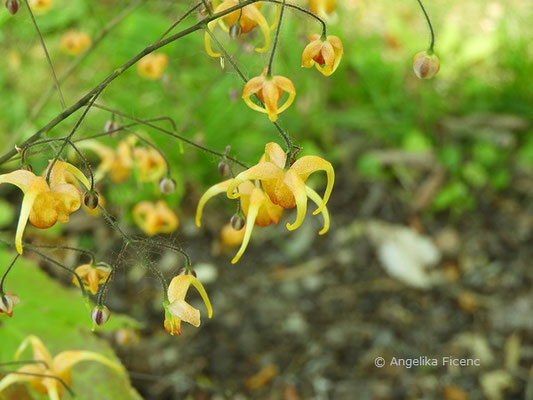 Epimedium cv. Amber Queen, Blüte  © Mag. Angelika Ficenc