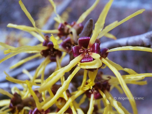 Hamamelis virginiana - Virginische Zaubernuss  © Mag. Angelika Ficenc