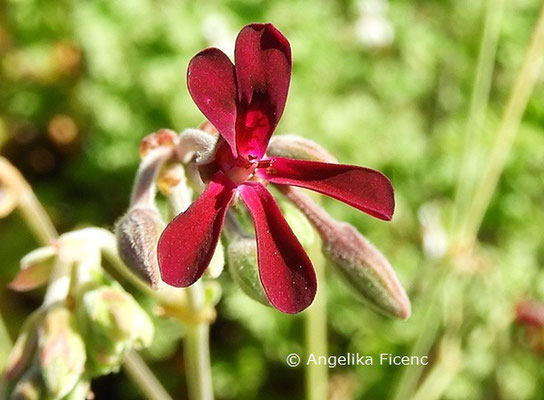 Pelargonium sidoides  © Mag. Angelika Ficenc