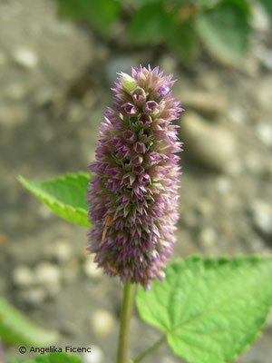 Agastache mexicana   © Mag. Angelika Ficenc