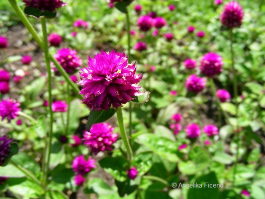 Gomphrena globosa L.   © Mag. Angelika Ficenc