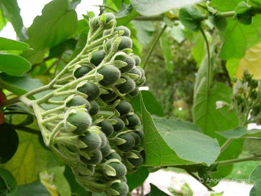 Solanum abutiloides - Zwergbaumtomate, unreife früchte  © Mag. Angelika Ficenc