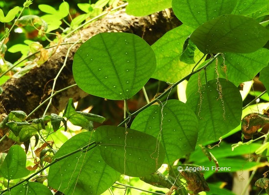 Passiflora helleri  © Mag. Angelika Ficenc