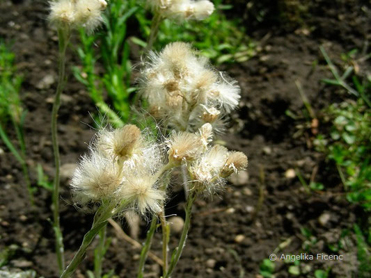 Antennaria dioica - Katzenpfötchen, Samenstände  © Mag. Angelika Ficenc