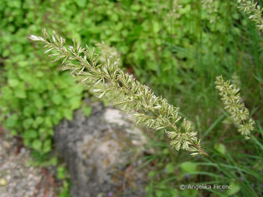 Koeleria macrantha - Zierliches Schillergras  © Mag. Angelika Ficenc