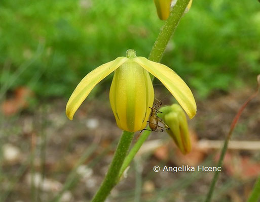 Albuca shawii  © Mag. Angelika Ficenc