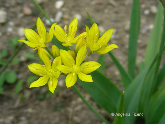 Allium moly, Goldlauch    © Mag. Angelika Ficenc