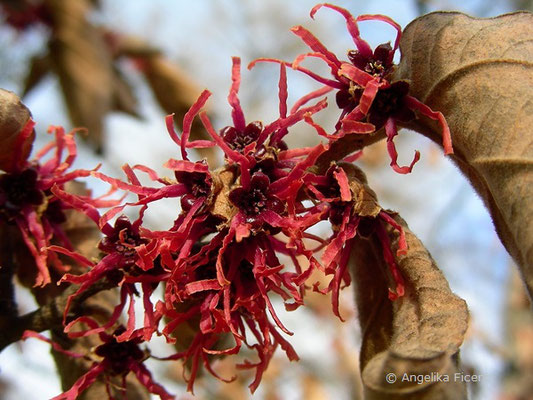 Hamamelis x intermedia "Ruby Glow" - Hybrid Zaubernuss  © Mag. Angelika Ficenc