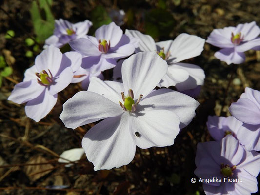 Jeffersonia dubia (Syn. Plagiorhema dubium) - Herzblattschale  © Mag. Angelika Ficenc