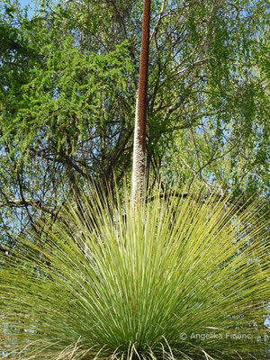 Australischer Grasbaum, Xanthorrhoea glauca subsp. glauca, © Mag. Angelika Ficenc