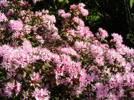 Rhododendron racemosum  © Mag. Angelika Ficenc