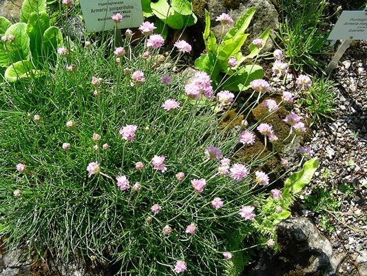 Armeria junipifolia - Wacholder Grasnelke,   © Mag. Angelika Ficenc