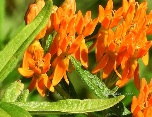 Asclepias verticilliata, Blüten  © Mag. Angelika Ficenc