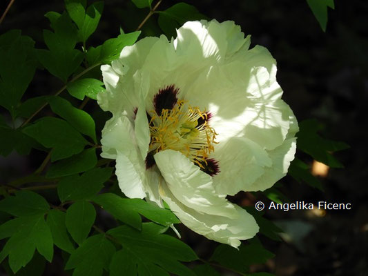 Acokanthera oblongifolia  © Mag. Angelika Ficenc