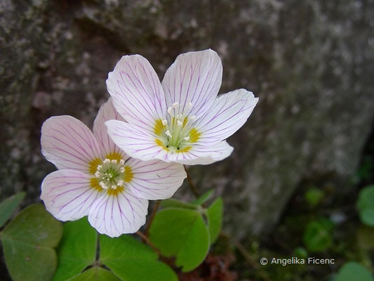 Oxalis acetosella - Wald Sauerklee, Blüten  © Mag. Angelika Ficenc