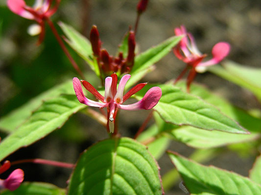 Lopezia racemosa - Mexikanische Lopezie  © Mag. Angelika Ficenc