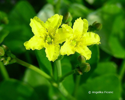 Villarsia exaltata - Villarsie  © Mag. Angelika Ficenc