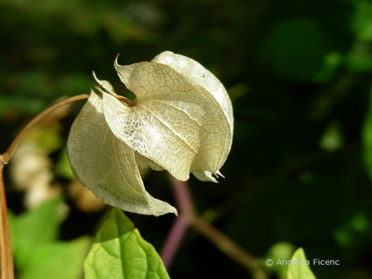 Nycandra physalodes - Blasen Giftbeere, reife Früchte  © Mag. Angelika Ficenc