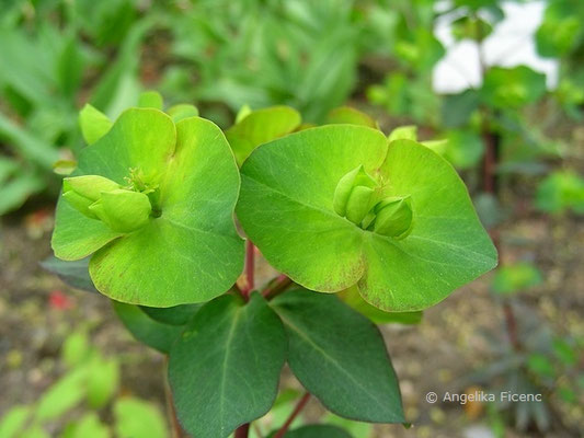 Euphorbia amygdaloides "Purpurea" - Mandel-Wolfsmilch  © Mag. Angelika Ficenc