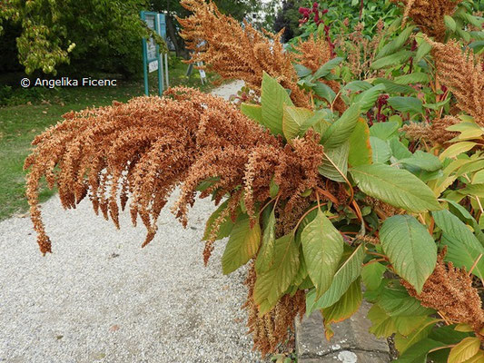 Amaranthus  © Mag. Angelika Ficenc