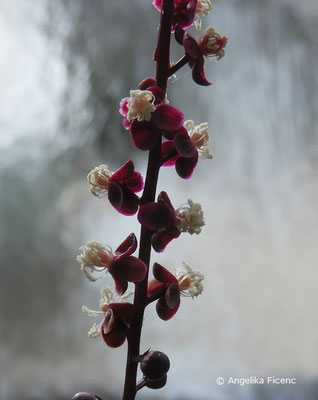 Trichostigma peruvianum   © Mag. Angelika Ficenc