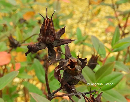 Hypericum kouytchense   © Mag. Angelika Ficenc