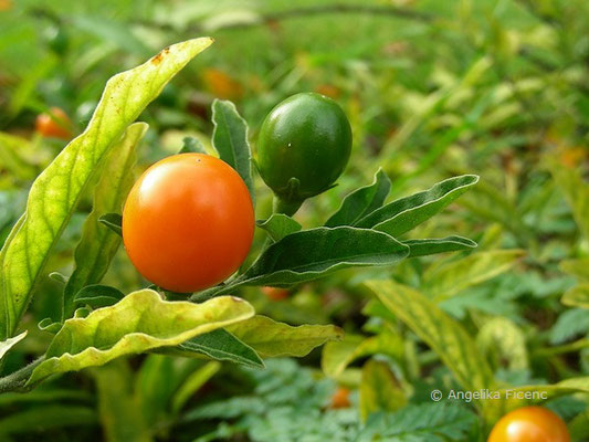 Solanum pseudocapsicum - Korallenstrauch  © Mag. Angelika Ficenc