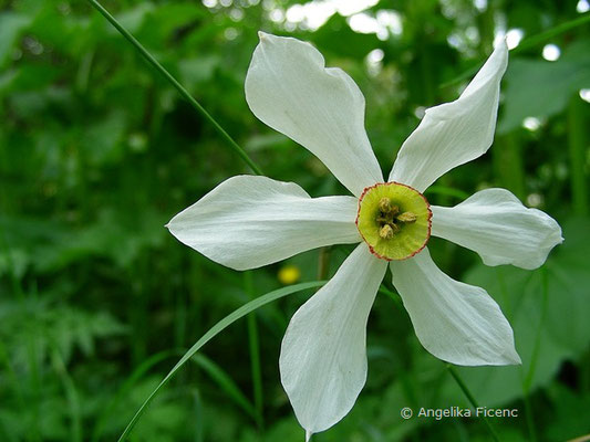 Weiße Narzisse (Narcissus poeticus)     © Mag. Angelika Ficenc
