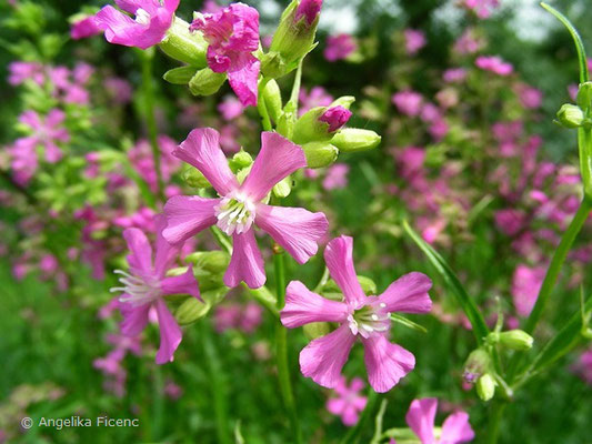 Lychnis viscaria - Gewöhnliche Pechnelke  © Mag. Angelika Ficenc