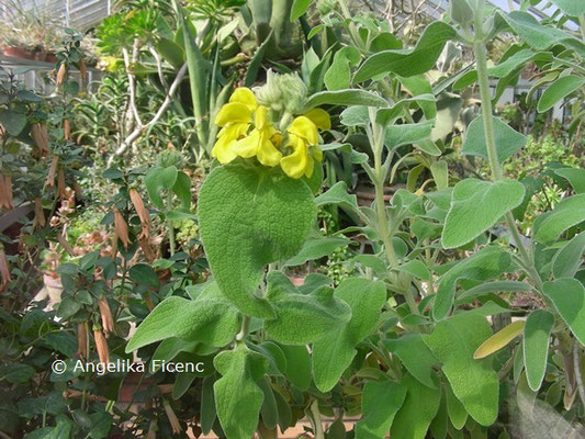  Phlomis samia  © Mag. Angelika Ficenc