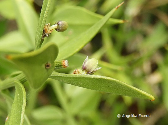 Ruscus aculeatus - Stech Mäusedorn  © Mag. Angelika Ficenc