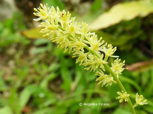 Tofieldia calyculata - Kelch-Simsenlilie  © Mag. Angelika Ficenc