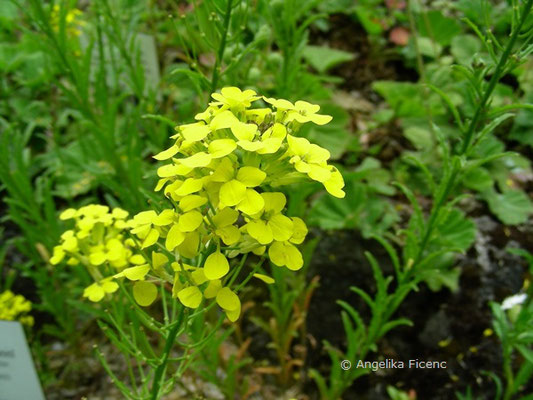 Erysimum wittmanii - Goldlack  © Mag. Angelika Ficenc