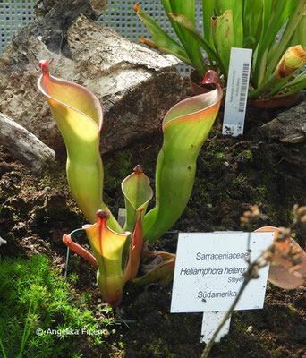 Heliamphora heterodoxa © Mag. Angelika Ficenc