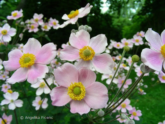 Anemone hupehensis   © Mag. Angelika Ficenc