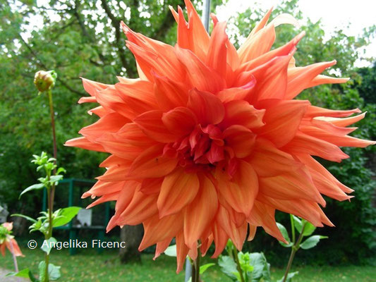 Dahlia "Bill Homberg"   © Mag. Angelika Ficenc