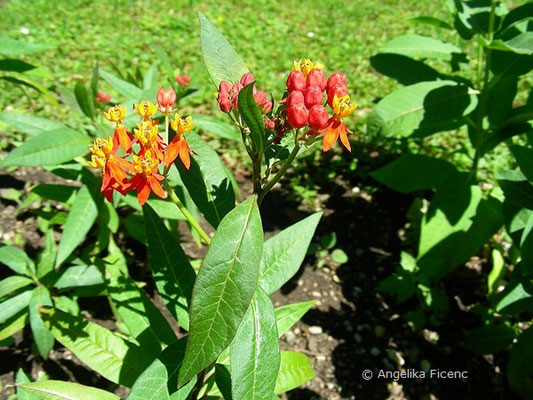 Asclepias curassavica - Indianer Seidenpflanze  © Mag. Angelika Ficenc