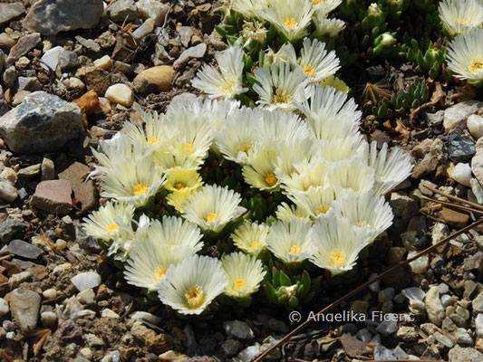 Delosperma brunthaleri  © Mag. Angelika Ficenc