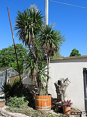 Cordyline australis - Keulenlilie, Habitus  © Mag. Angelika Ficenc