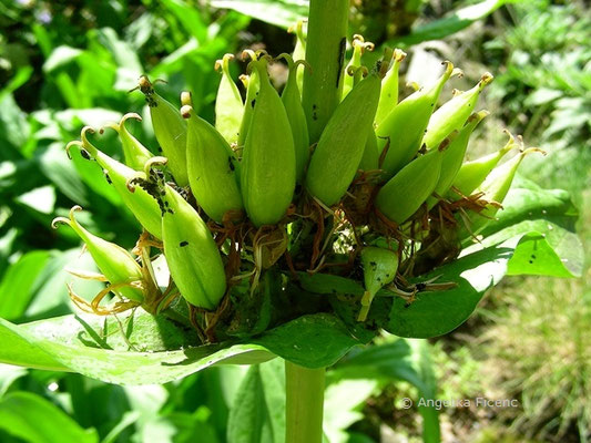 Gentiana lutea - Gelber Enzian,   © Mag. Angelika Ficenc