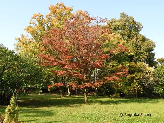 Zelkova sp.  © Mag. Angelika Ficenc