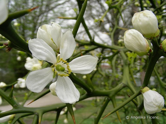 Poncirus trifoliata - Bitterorange, Blüte  © Mag. Angelika Ficenc