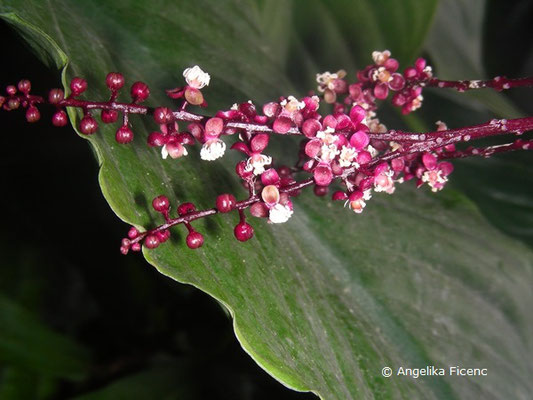 Trichostigma peruvianum   © Mag. Angelika Ficenc