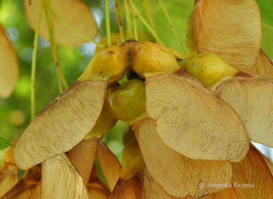 Acer hyrcanum - Balkan Ahorn, reife Früchte      © Mag. Angelika Ficenc