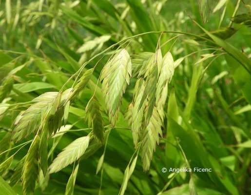 Chasmanthium latifolia  © Mag. Angelika Ficenc