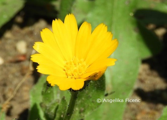 Osteospermum ecklonis  © Mag. Angelika Ficenc